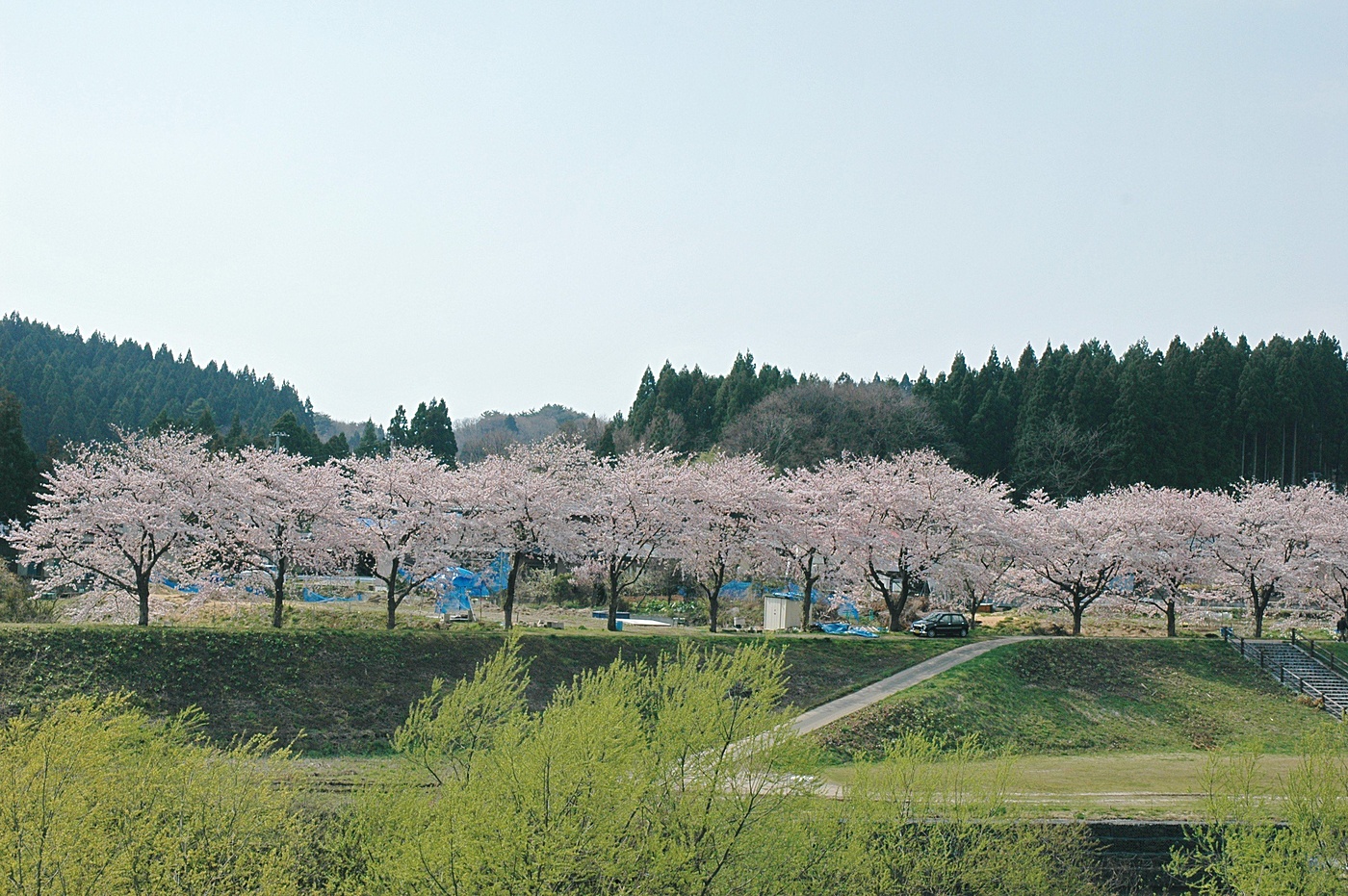 川向の桜並木