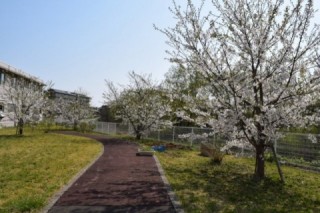 中庭の桜が満開です。